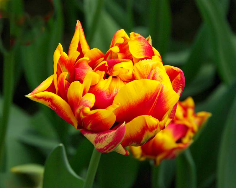 Tulipa Cilesta, a hybrid in the 'Double Early' category