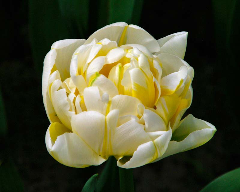 Tulipa Flaming Evita, a hybrid in the Double Early category