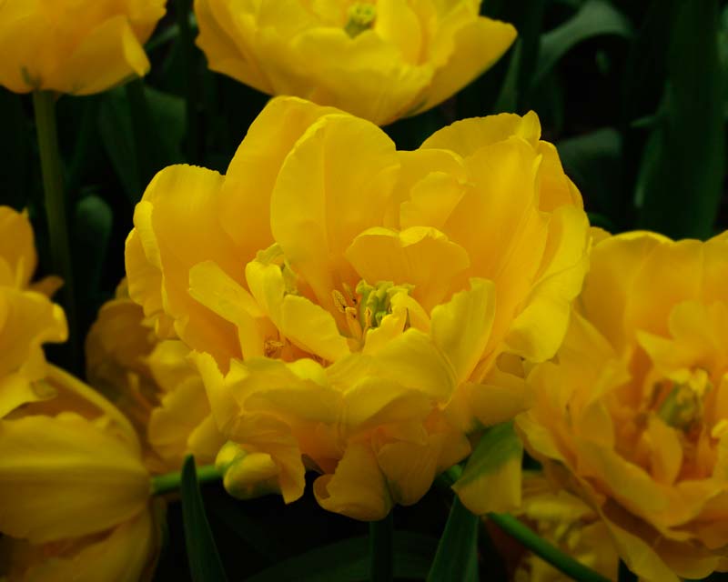 Tulipa Marie Jo, a hybrid in the Double Early category