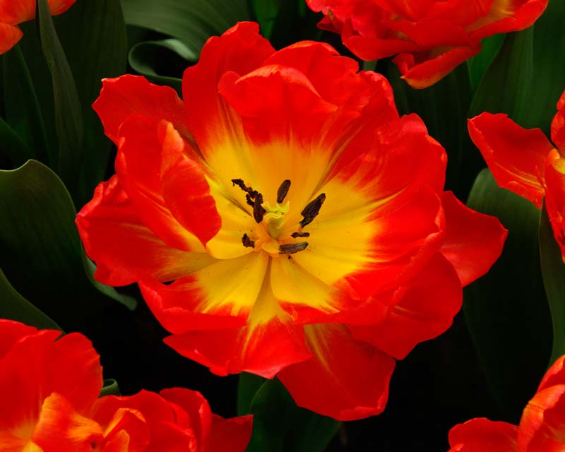 Tulipa Monte Orange, a hybrid in the 'Double Early' category