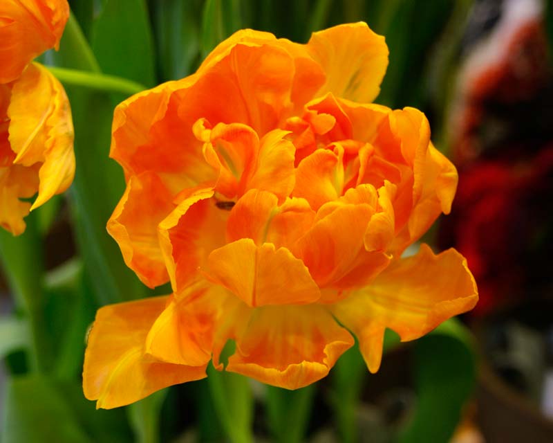 Tulipa Orca, a hybrid in the 'Double Early' category