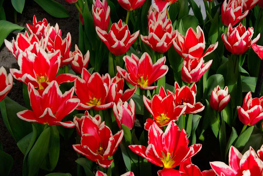 Tulipa Pirand, a hybrid in the Fosteriana category