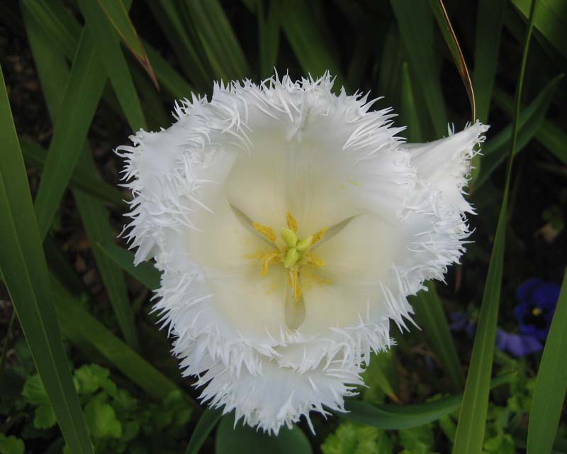 Tulipa Cambridge, a hybrid in the Fringed category