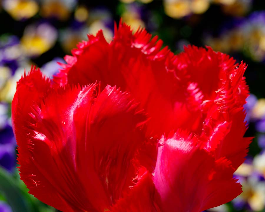 Tulipa Fringed Group