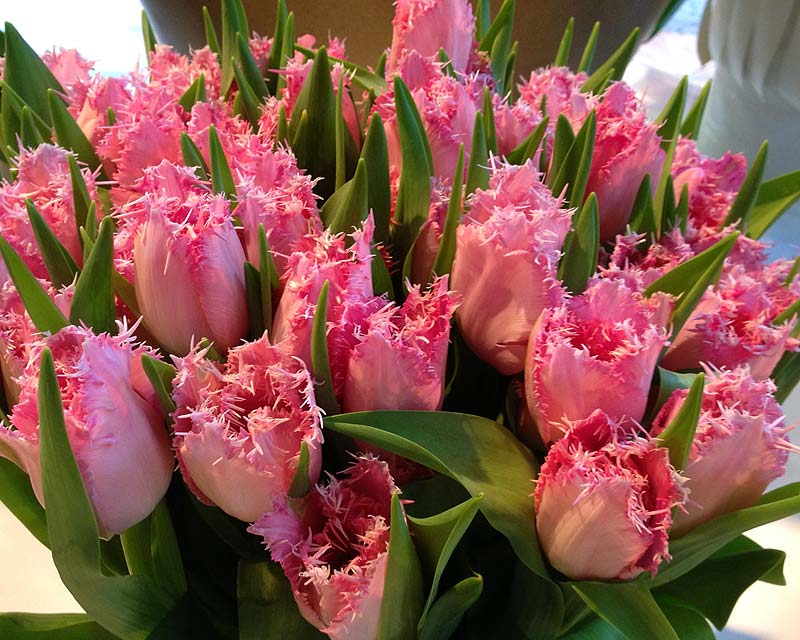 Tulipa Jan Smit, a hybrid in the Fringed category