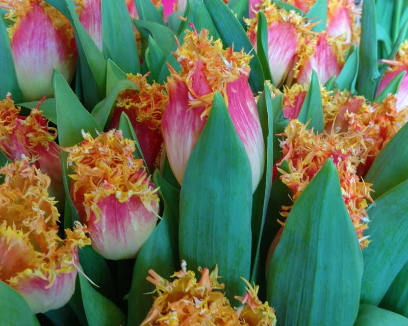 Tulipa Realtime, a hybrid in the Fringed category