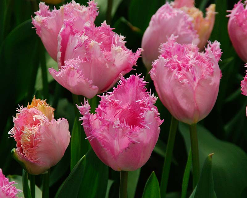 Tulipa Santander, a hybrid in the Fringed category