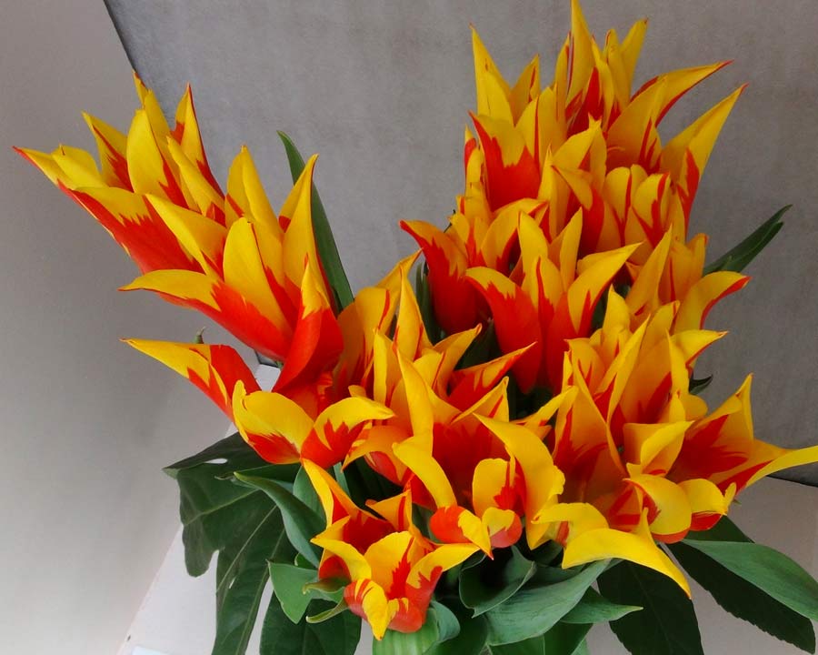 Tulipa Firewings, a hybrid in the Lilly Flowered category