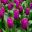 Tulipa Purple Prince, a hybrid in the Single Early category
