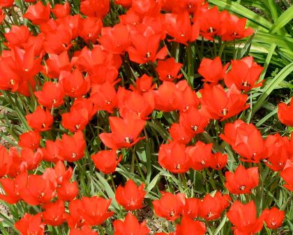 Tulipa linifolia and species of Tulip from Tajikistan, Iran and Afghasnistan