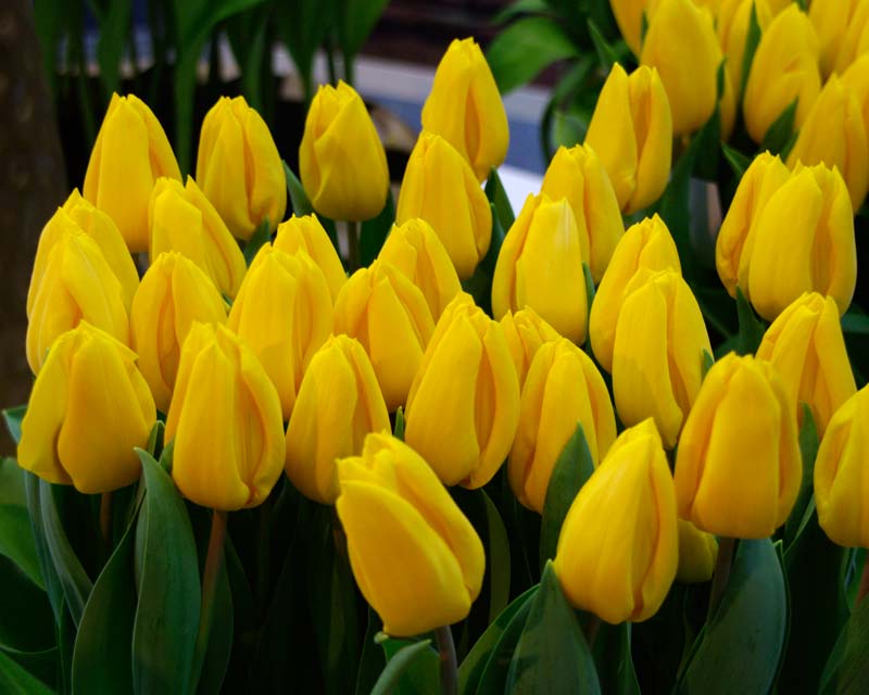 Tulipa Yellow Flight (Triumph category) - they look like ballerinas waiting to go on stage, elegant but bursting with anticipation.