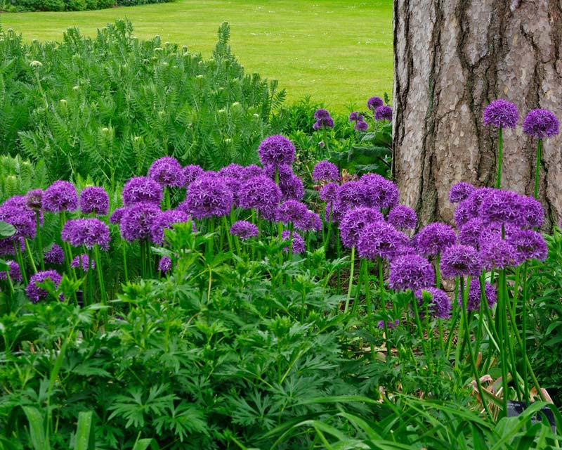Allium Globemaster - popular cultivar. Large purple flower heads on tall upright stems