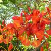 Delonix regia flowers, Flame Tree