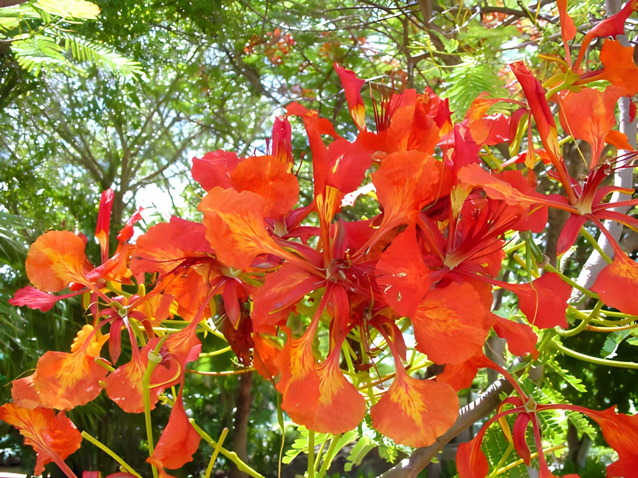 Delonix regia flowers, Flame Tree