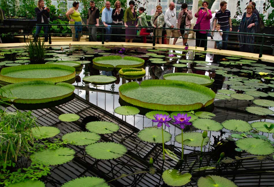 Victoria amazonica - Giant Waterlilly at Kew Gardens