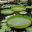 Victoria amazonica - Giant Waterlilly