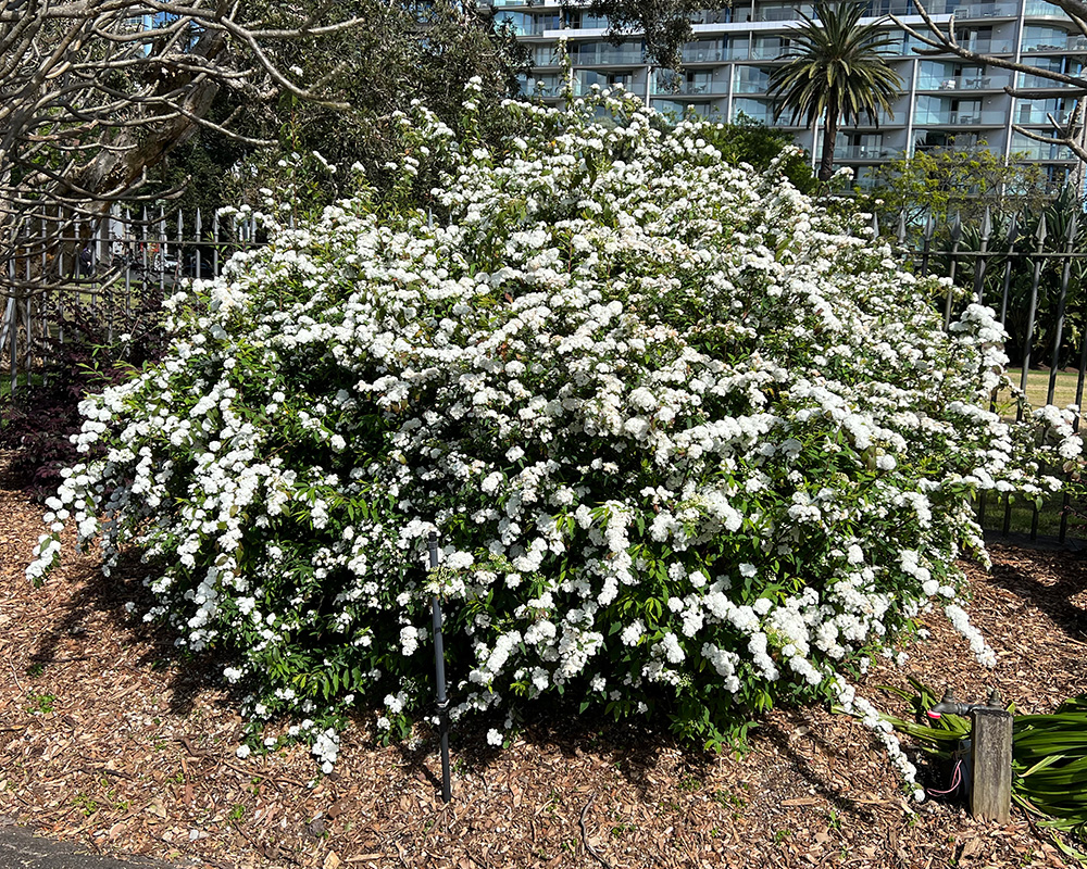 Spiraea cantoniensis - a mass of white flowers in spring