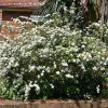 Spiraea cantoniensis - a mass of white flowers in spring
