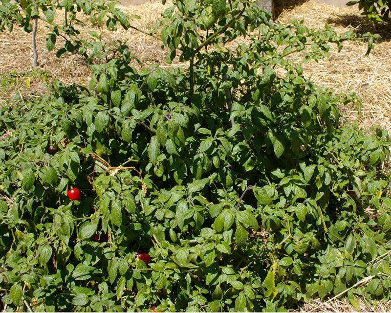 Solanum muricatum shrub