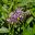 Solanum muricatum flowers