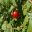 Solanum muricatum ripe fruit