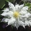 Clematis Arctic Queen has large white double flowers - Group 2