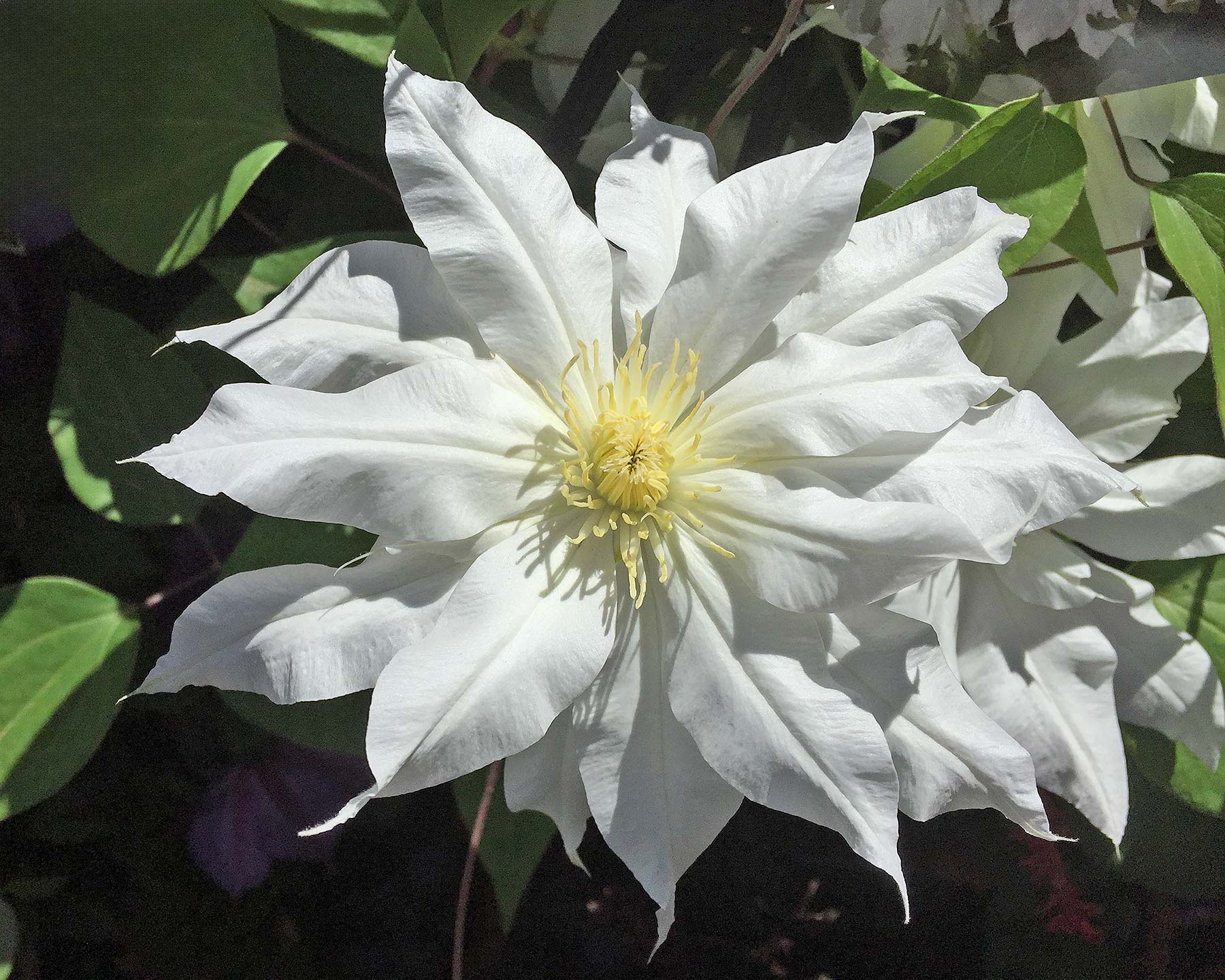 Clematis Arctic Queen has large white double flowers - Group 2
