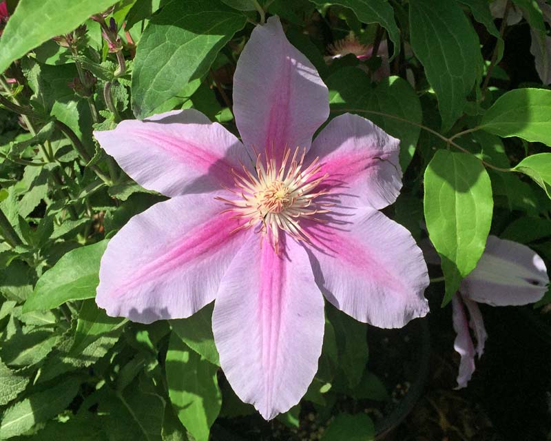 Clematis Bees Jubilee - light pink petals with darker pink stripe. Grows well in pots. Group 2