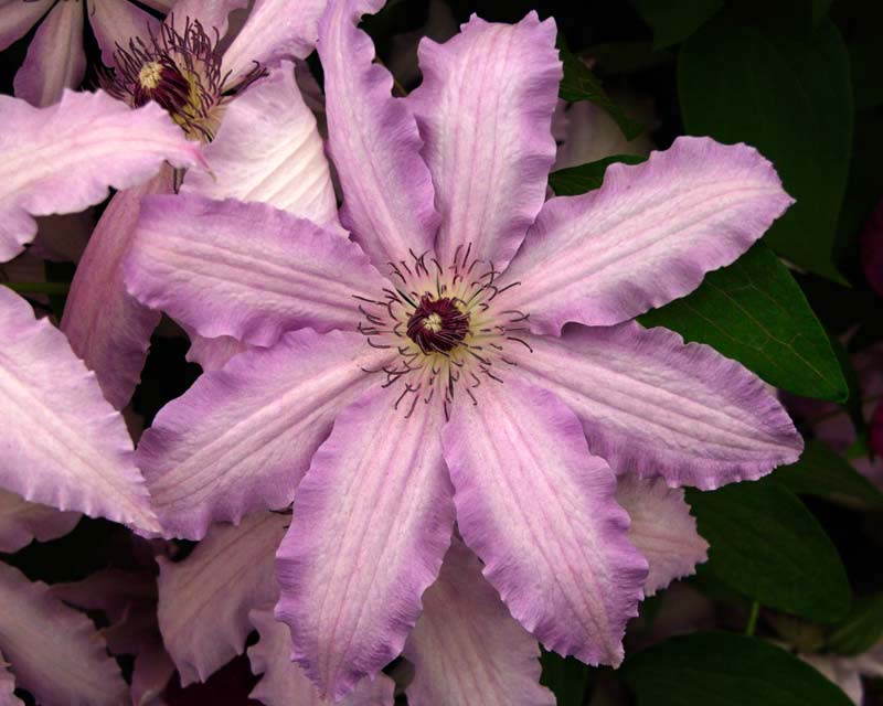 Clematis Claire de Lune - white and lavender flowers - Group 2