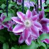 Clematis Dr Ruppel - has very pretty pink flowers with deeper pink stripe. Group 2