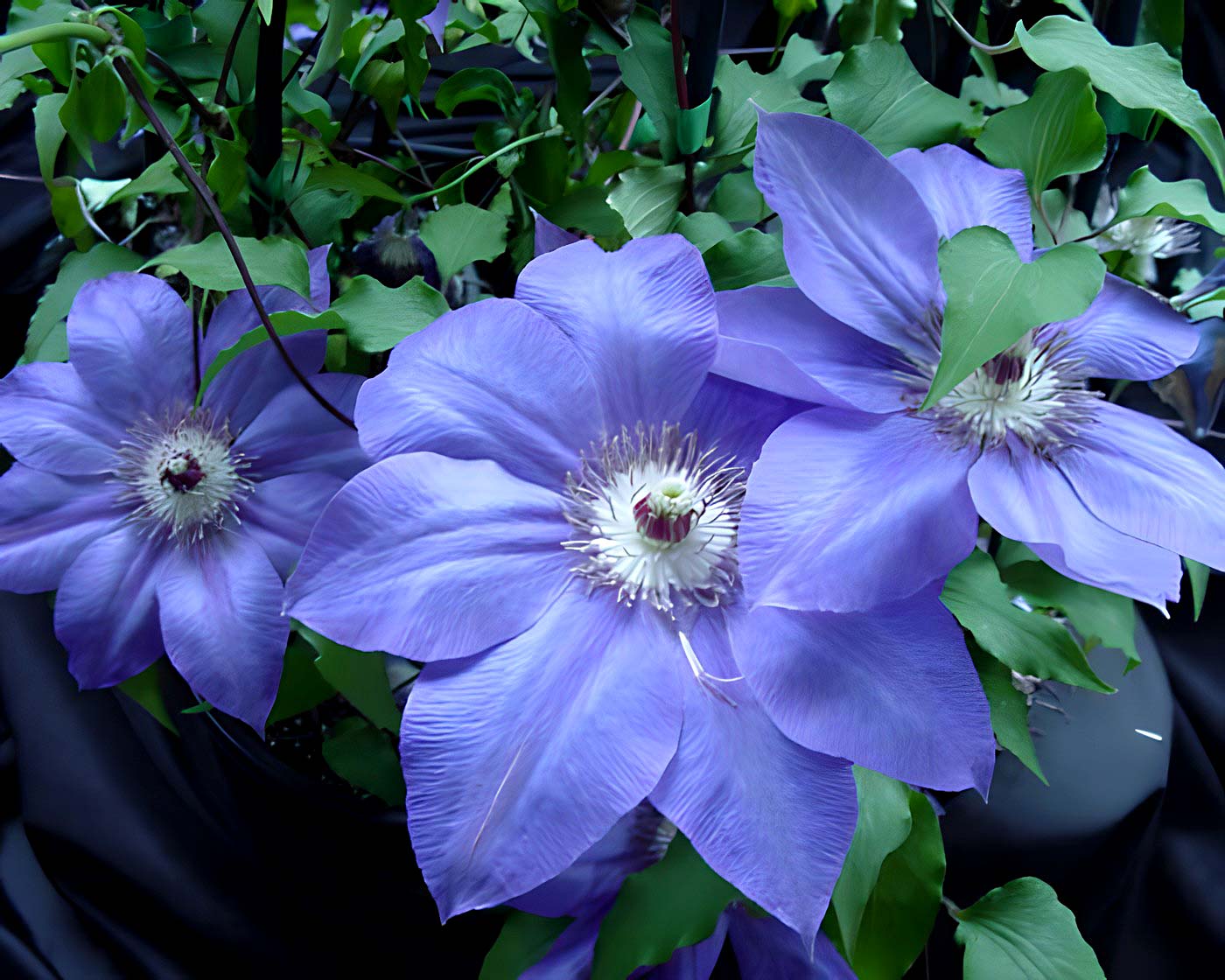 Clematis -  Etoile de Paris as blue flowers - Group 3