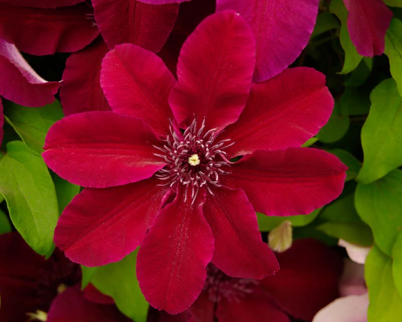 Clematis Huvi - deep red flowers.  from Estonia and likes cooler climates Group 3