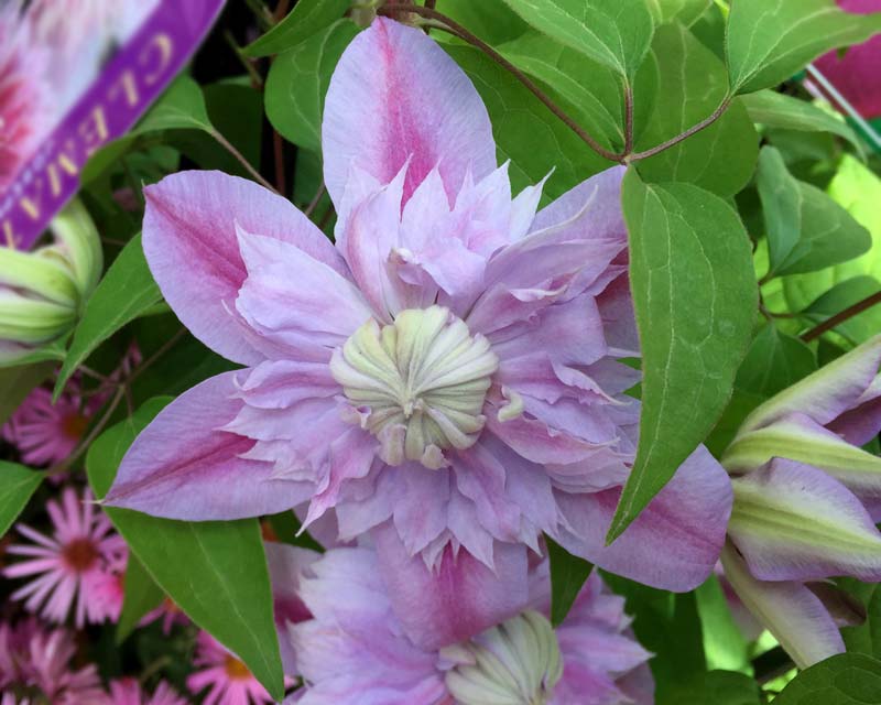 Clematis Josephine has a base lilac petals with a pom-pom center of pink-lilac. Group 1