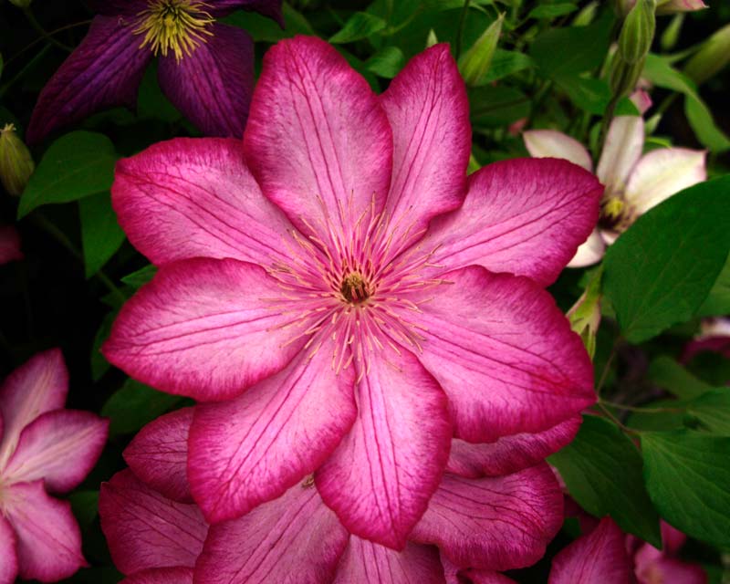 Clematis Liberty - pale pink with deep raspberry margins to petals - Group 1