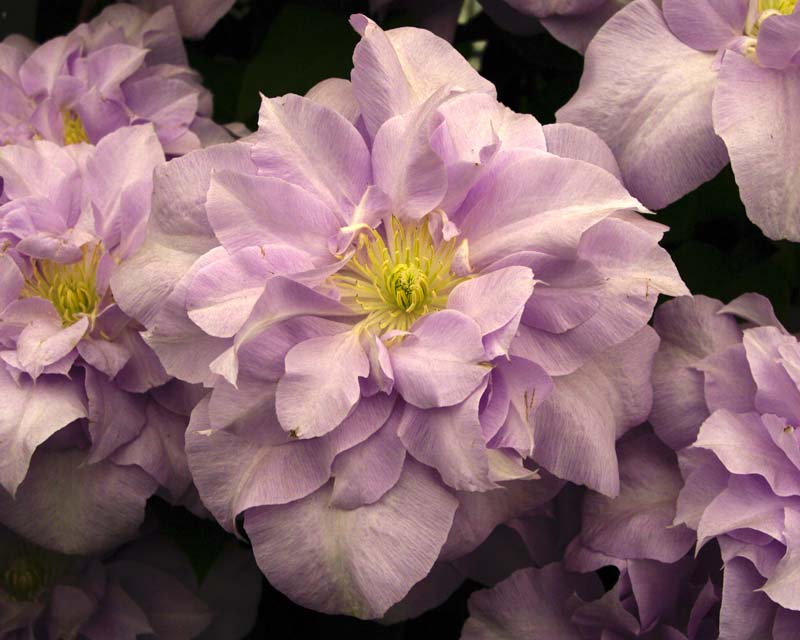 Clematis Louise Rowe - Group 1