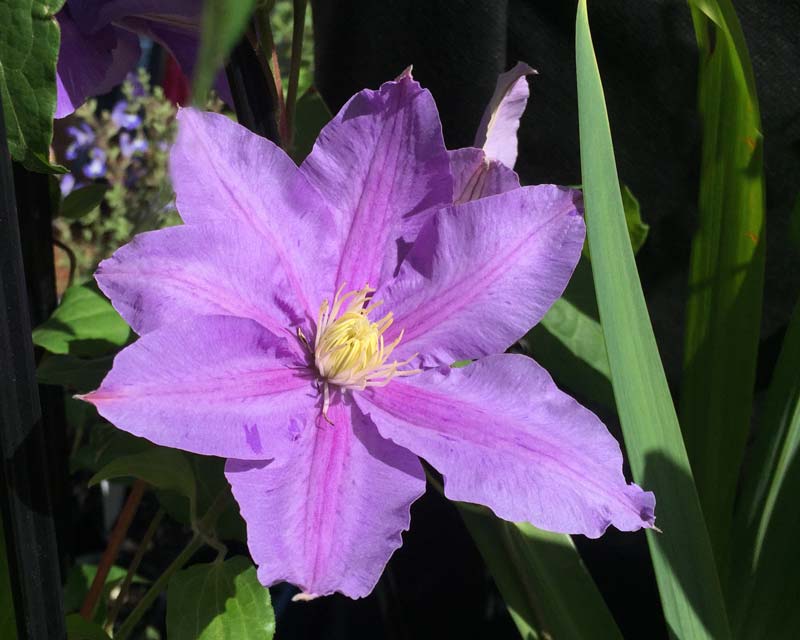 Clematis Mrs James Mason has a single flower of lavender petals with a deep pink splash. Group 2