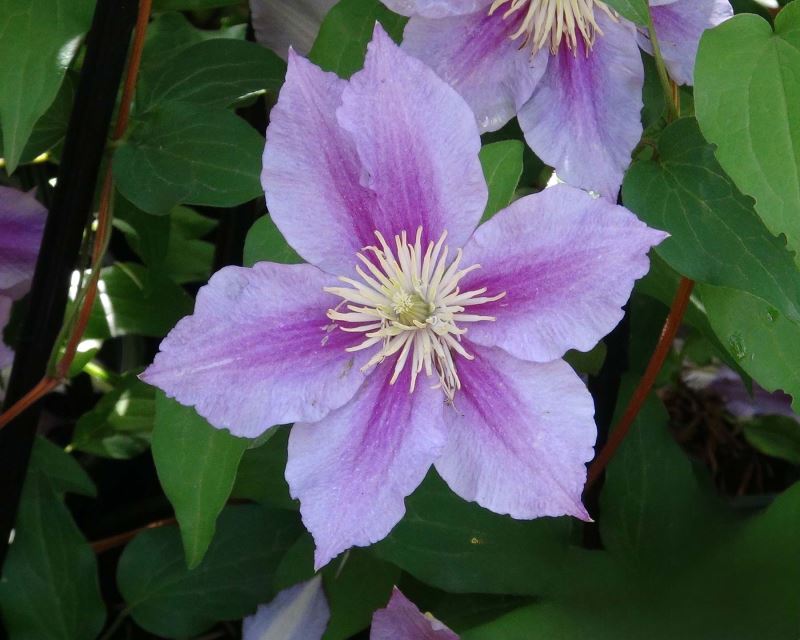 Clematis Piilu. This is a single flowered variety that can also be double. Group 1