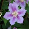 Clematis Piilu. This is a single flowered variety that can also be double. Group 1