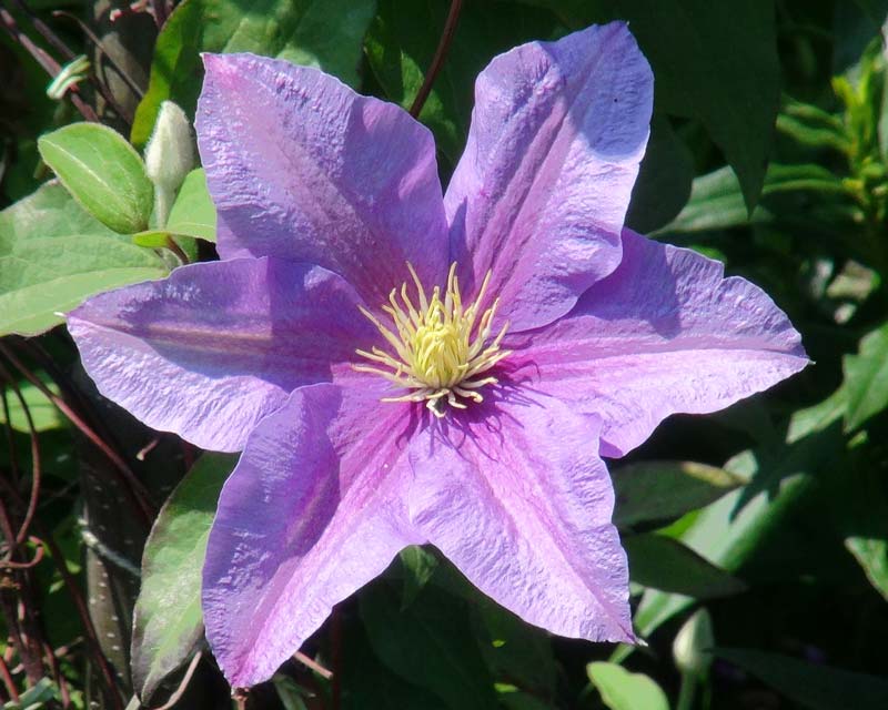 Clematis Twilight - mauve and pink saucer shaped flowers Group 3