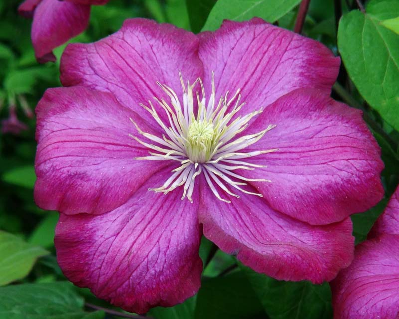 Clematis Ville de Lyon deep pink- red flowers with lighter pink bar in centre of petals. Group 3