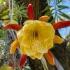 Epiphyllum Hybrid - in yellow