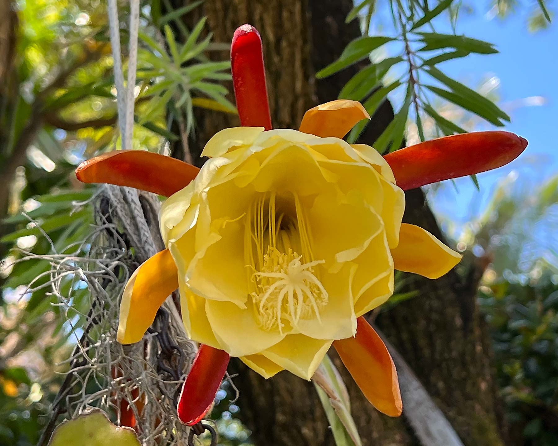 Epiphyllum Hybrid - in yellow