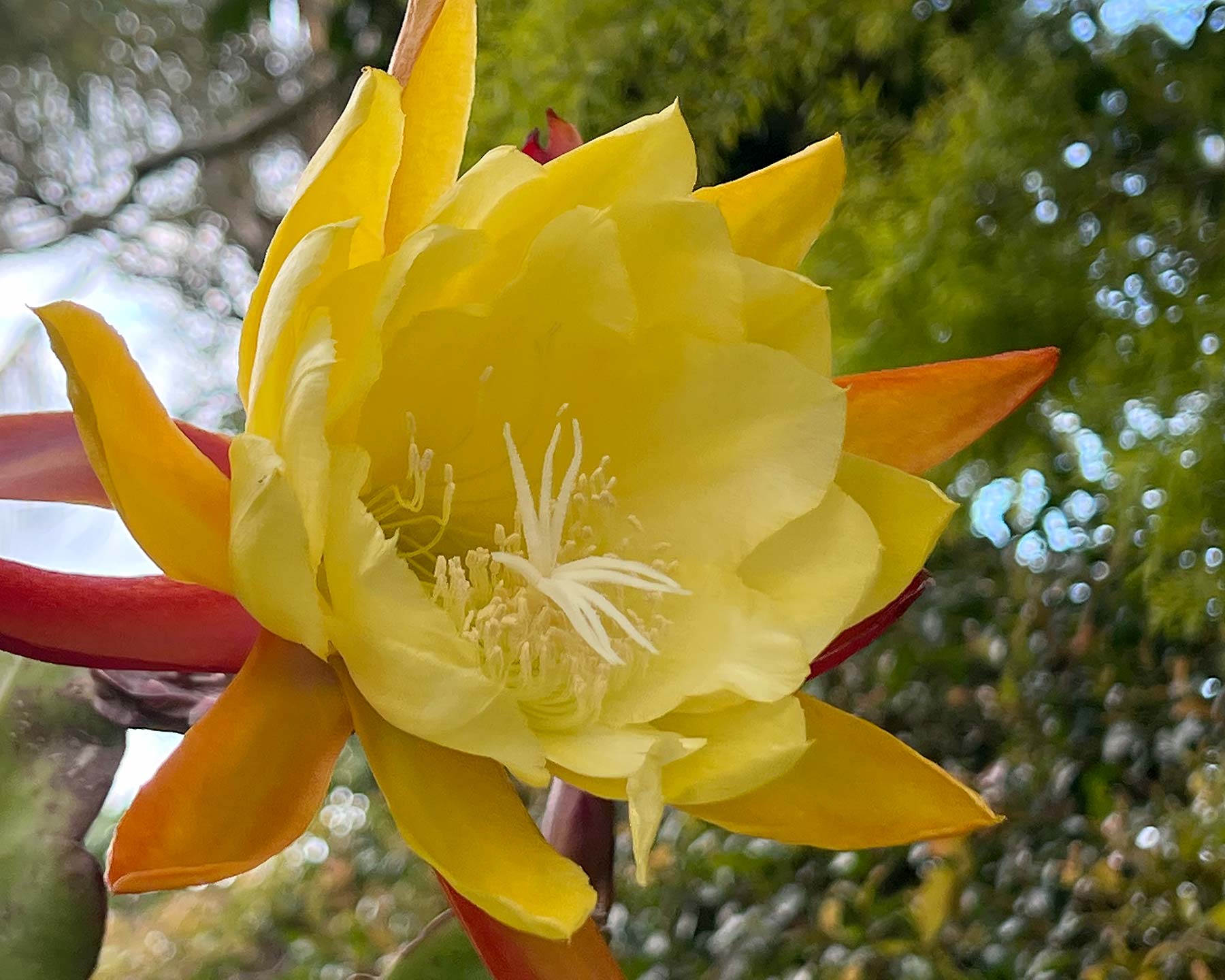 Epiphyllum Hybrid in yellow