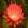 Epiphyllum hybrid American Sweetheart