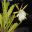Epiphyllum hybrid white