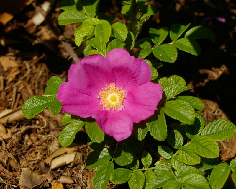 Rosa rugosa Scabrosa
