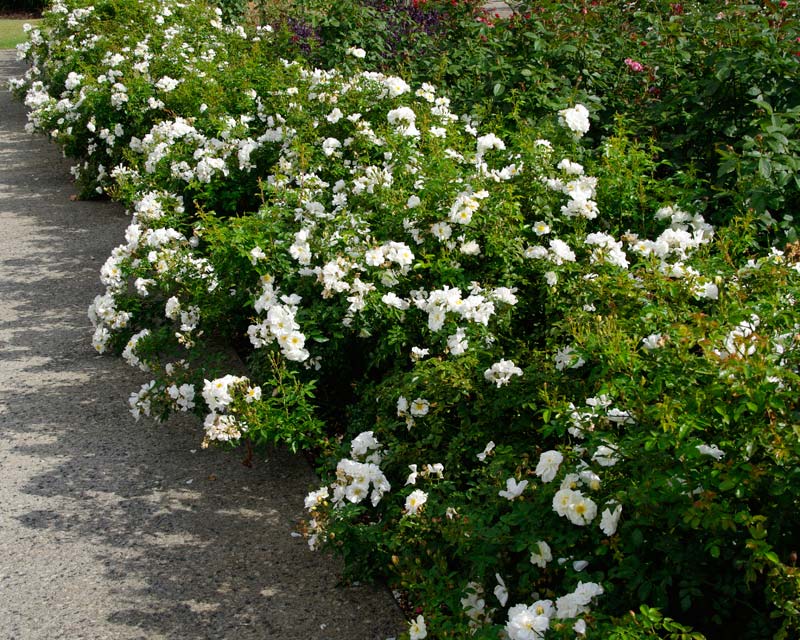 Rosa Groundcover Group Diamant