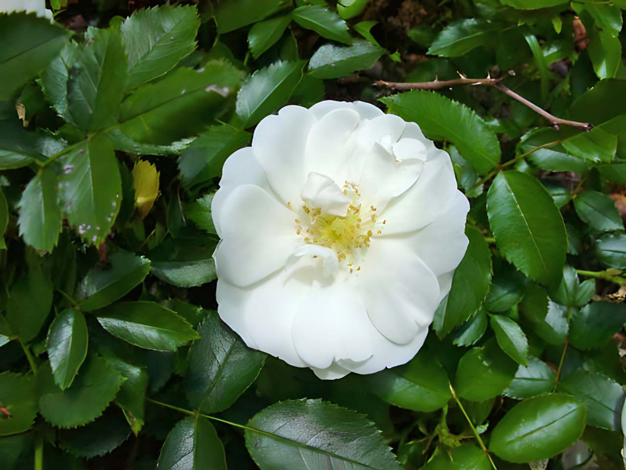 Rosa Groundcover Group Flower Carpet White