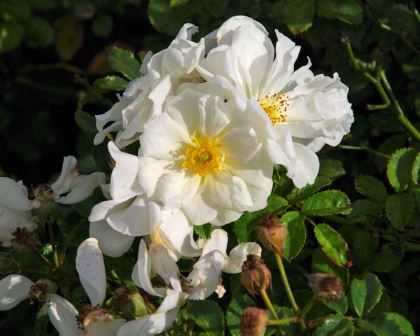Rosa Groundcover Group Diamant