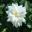 Rosa Noaschnee is a pure white rose in the groundcover group